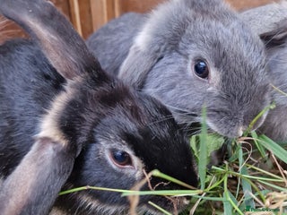 Mini Lop rabbits - Advert 7