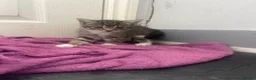 British Longhair cats for sale: Tabby kitten  in Westcliff-on-Sea - Advert 6