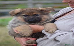 German Shepherd dogs for sale: Adorable big German Shepherd pups - Image 5