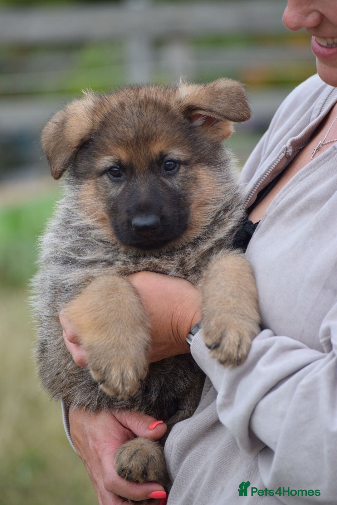 German Shepherd dogs for sale: Adorable big German Shepherd pups - Image 5