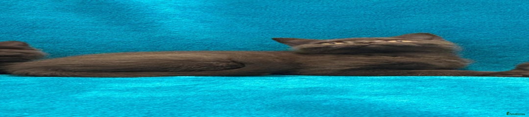 British Shorthair Kitten 1