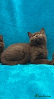 British Shorthair cats British short haired kittens - Advert 11