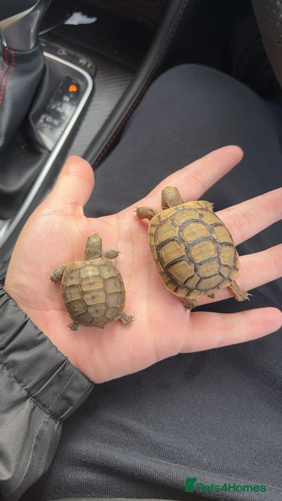 Tortoise reptiles for sale: Tortoise - Advert 6