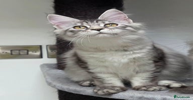 Maine Coon cats - Advert 1