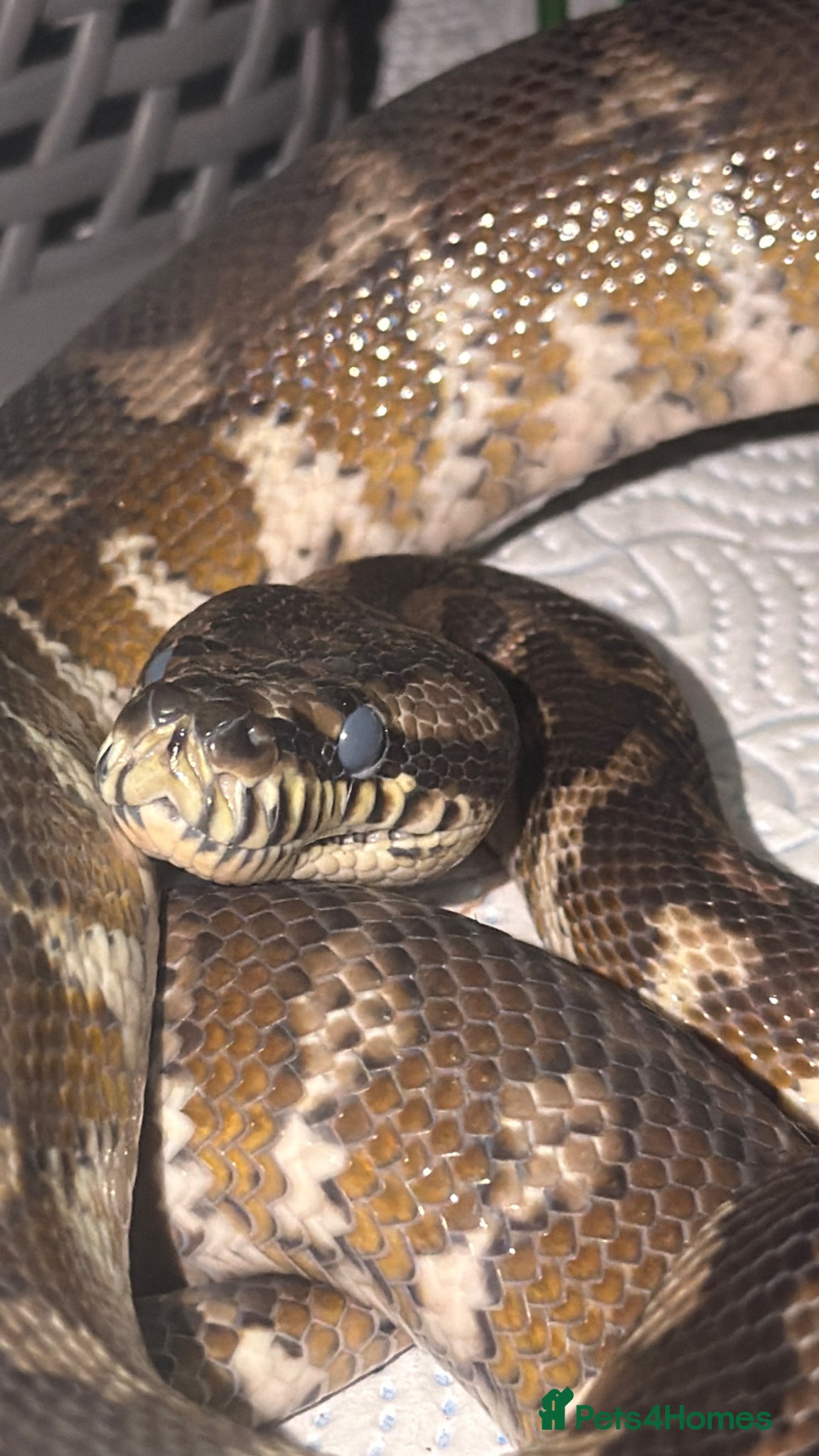 Python Snake reptiles Jimney  - Advert 3