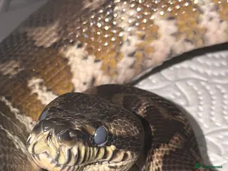 Python Snake reptiles Jimney - Advert 3