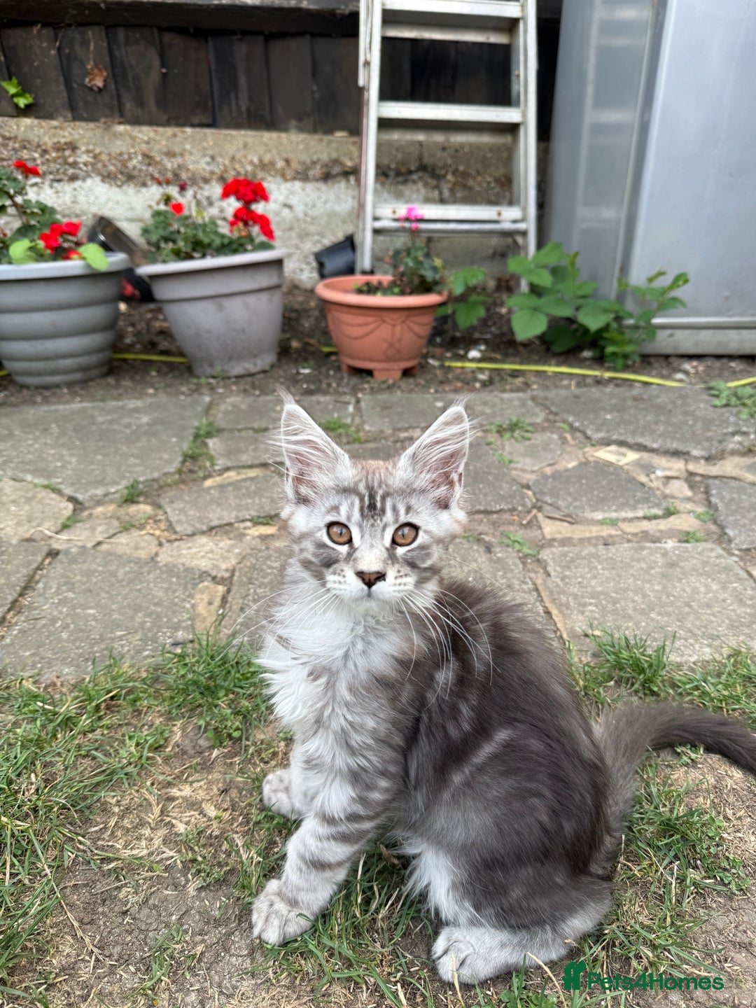 Maine Coon cats for sale: Maine Coon Kittens in Greenford - Image 19