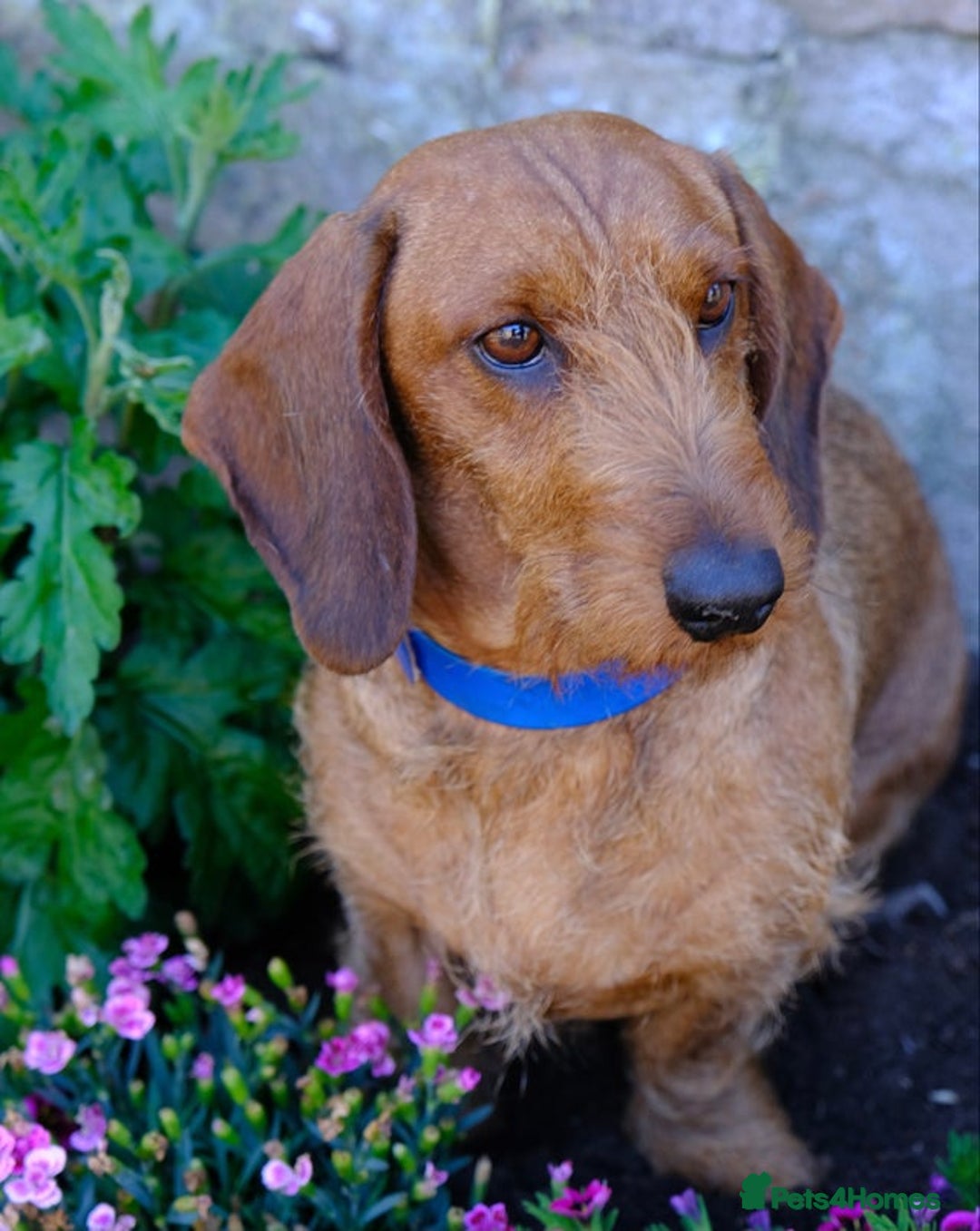 Dachshund dogs for sale: KC Standard Wirehaired Dachshund Puppies - Advert 6