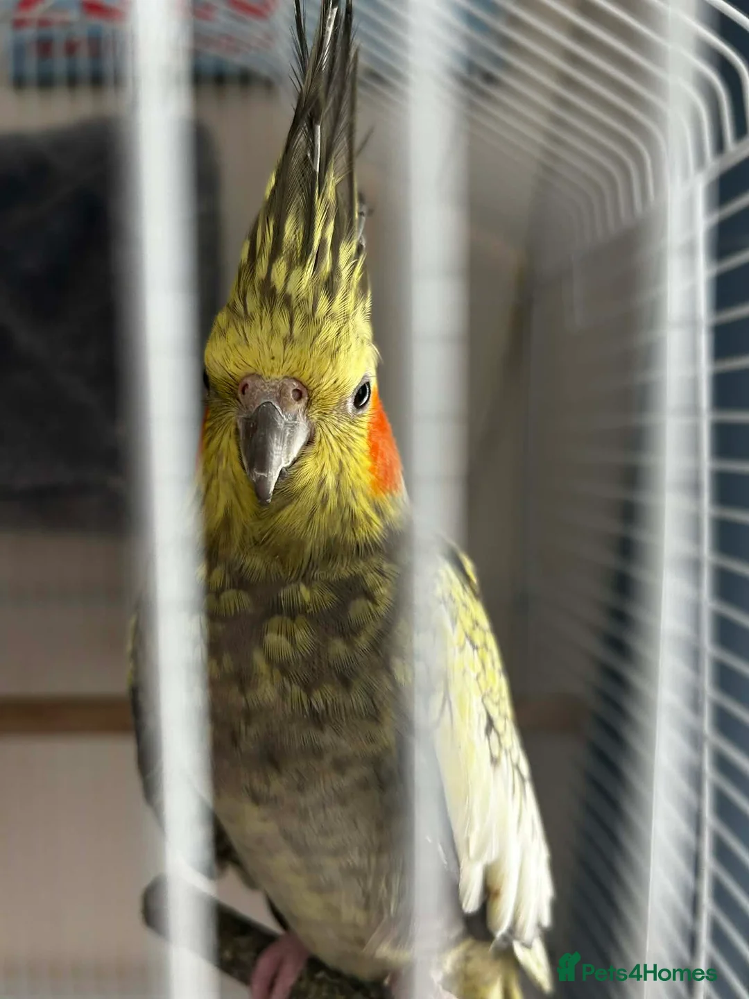 Cockatiels birds for sale: Parrot in Hounslow - Advert 1