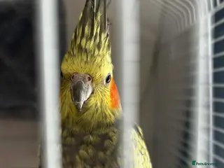 Cockatiels birds Parrot - Advert 1