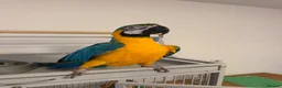 Macaws birds for sale: Blue & Gold Macaw - Advert 4
