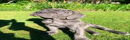 Cane Corso dogs for sale: Cane Corso puppies (1 female left)  - Advert 17
