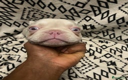 French Bulldog dogs for sale: Beautiful Pink, blue and tan and merl Frenchie’s - Image 12