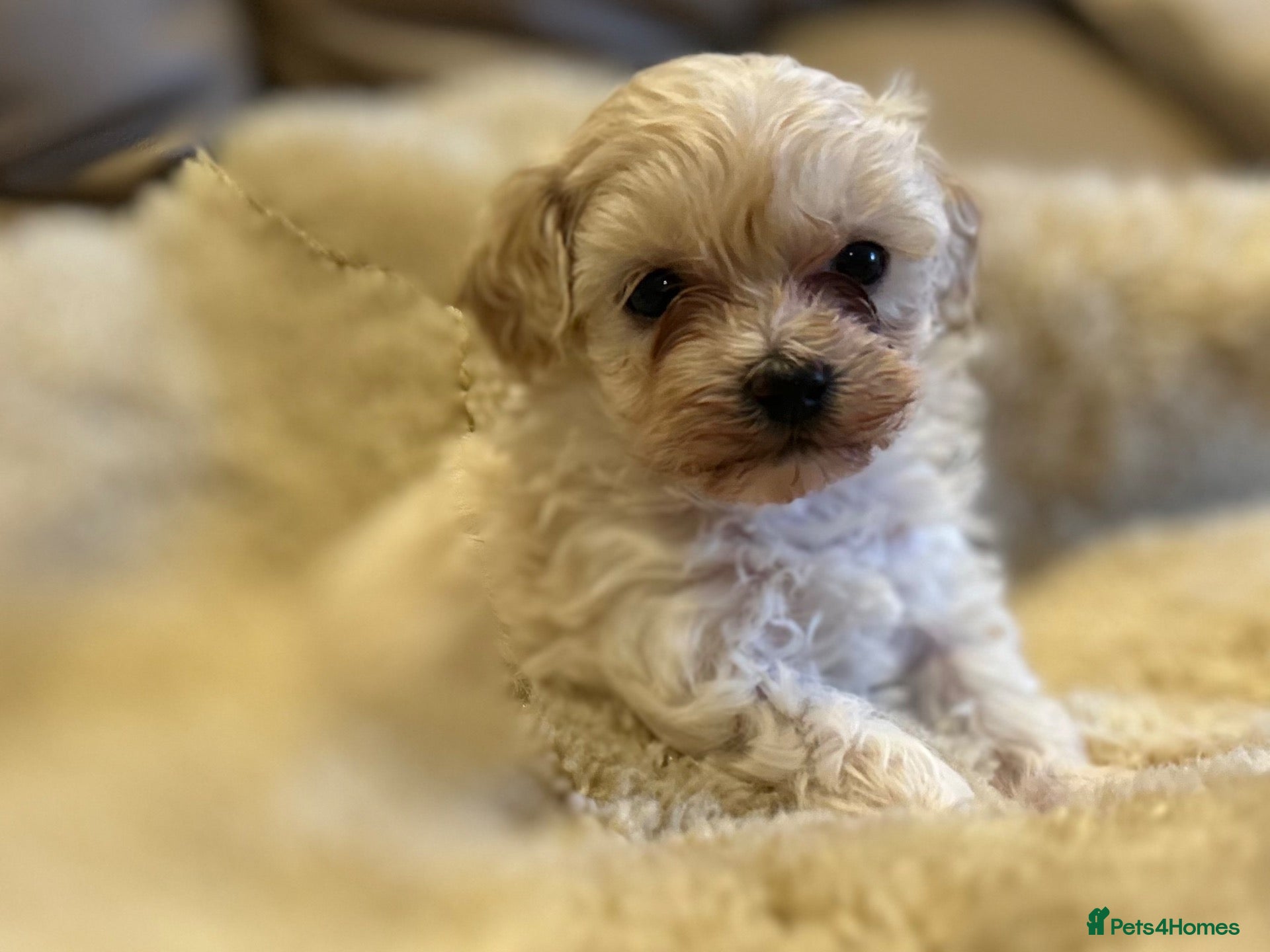 Maltipoo dogs for sale: Stunning little Maltipoo male puppies  - Advert 7