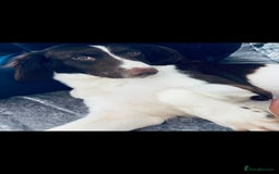 Sprocker dogs for sale: F1 SPROCKER SPANIELS  - Image 3