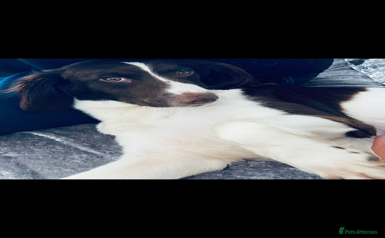 Sprocker dogs - Advert 7