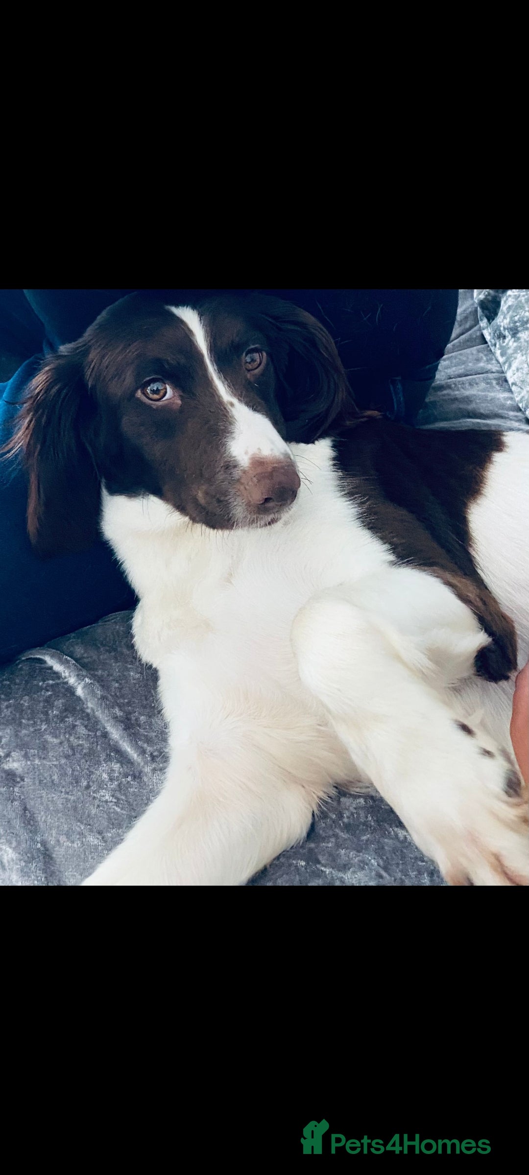 Sprocker dogs for sale: F1 SPROCKER SPANIELS  - Image 3