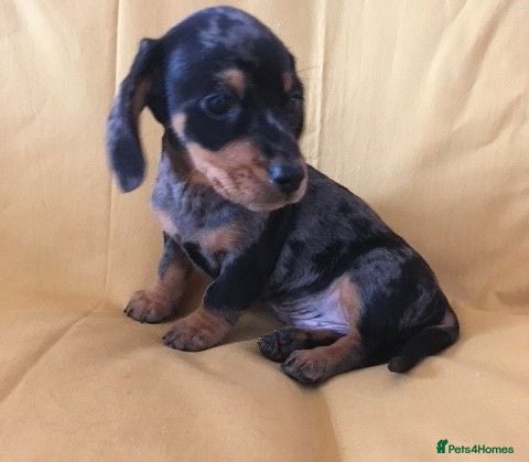 Miniature Dachshund dogs Lovely Mini Dachshunds - Advert 18