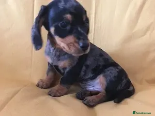 Miniature Dachshund dogs Lovely Mini Dachshunds - Advert 8