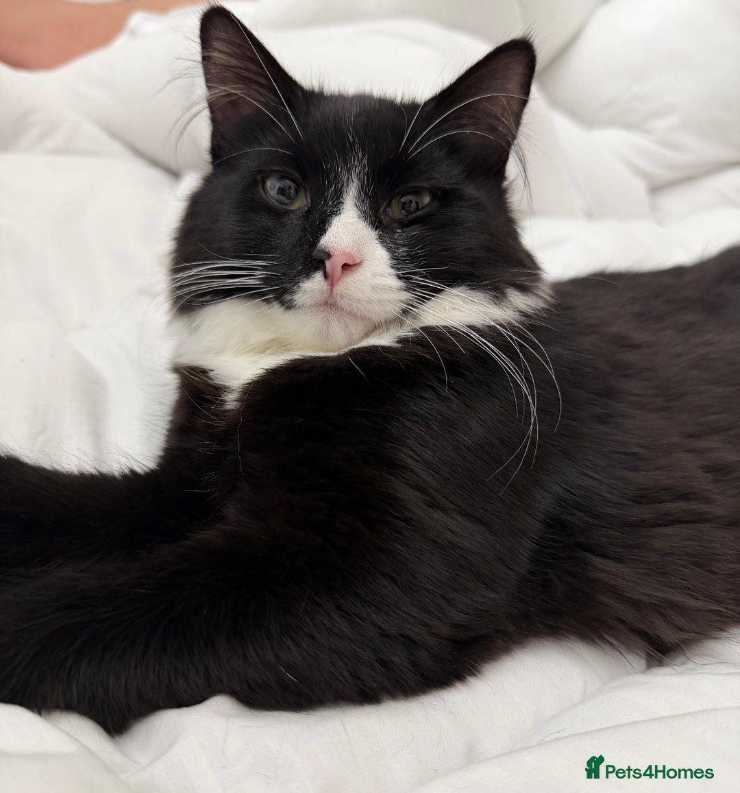 Maine Coon cats for sale: Dice Our Beautiful Maincoon X - Advert 4