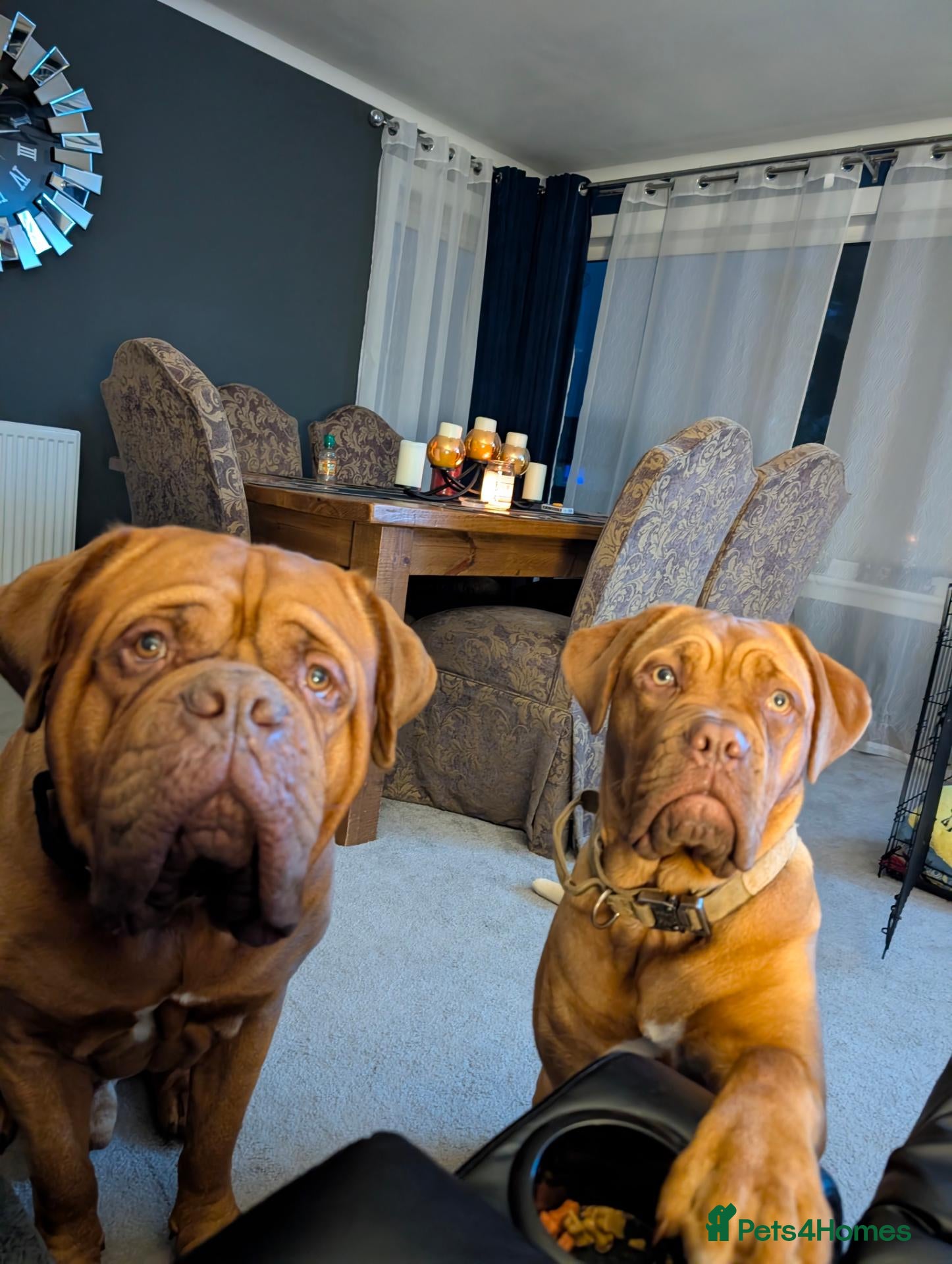 Dogue De Bordeaux dogs Thor and storm  - Advert 2