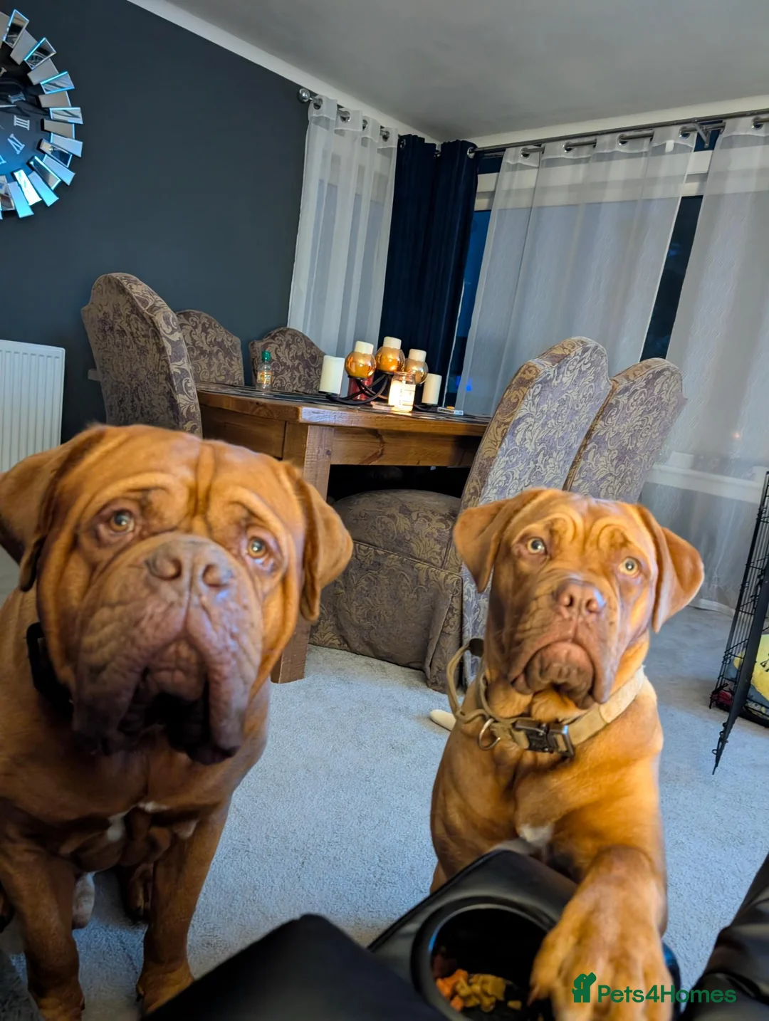 Dogue De Bordeaux dogs for sale: Thor and storm  in Mauchline - Advert 1