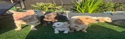 French Bulldog dogs for sale: Beautiful Frenchie Seeking Her Forever Sofa - Advert 4