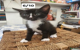 Bombay cats for sale: Bombay X Siberian kittens - Image 2