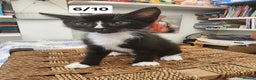 Bombay cats for sale: Bombay X Siberian kittens - Advert 2