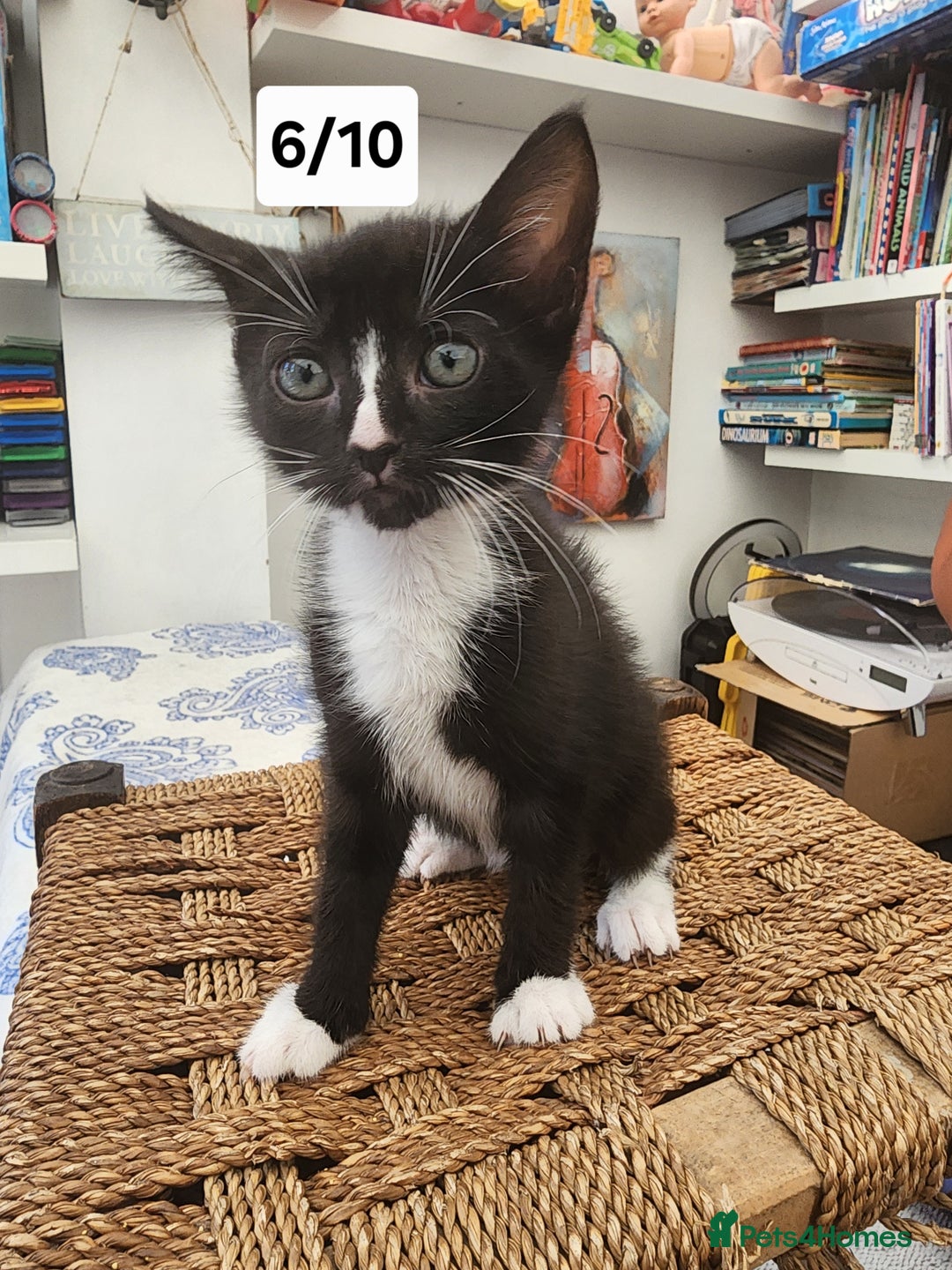 Bombay cats for sale: Bombay X Siberian kittens - Image 2