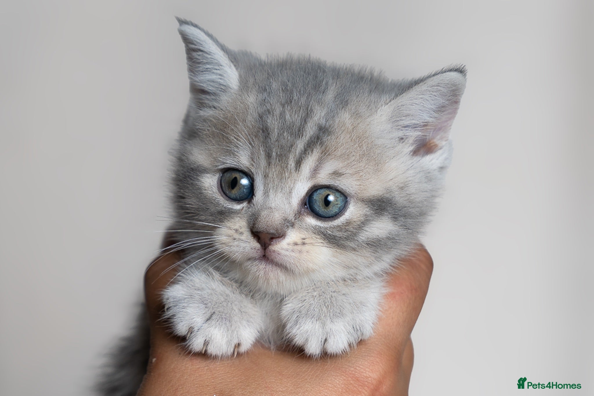 Scottish Fold cats 🐾Scottish Fold & Straight Kittens, 4Girls, 1Boy  - Advert 1
