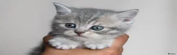 Scottish Fold cats for sale: 🐾Scottish Fold & Straight Kittens, 4Girls, 1Boy  - Advert 1