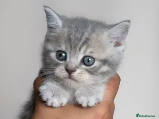 Scottish Fold cats 🐾Scottish Fold & Straight Kittens, 4Girls, 1Boy - Advert 4