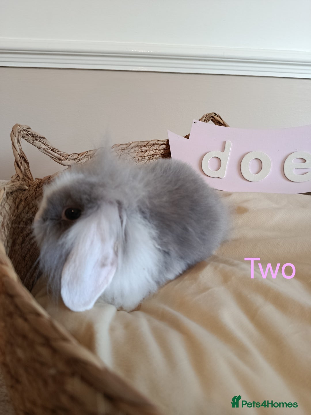 Mini Lop rabbits for sale: Fantastic mini lop babies forsale  - Image 10