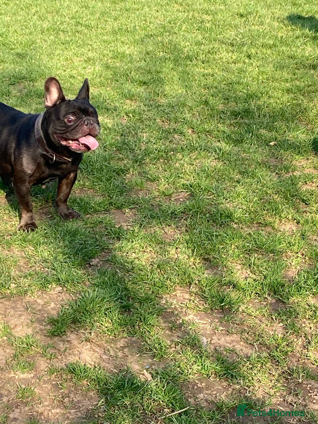 French Bulldog dogs for sale: 5 year old French bulldog - Advert 9