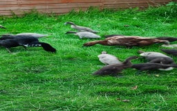 Ducks poultry for sale: Indian runner ducklings  - Image 5