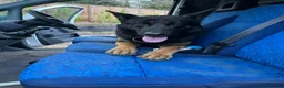 Belgian Shepherd Dog dogs for stud: Belgium Malinois for stud  in Telford - Advert 4