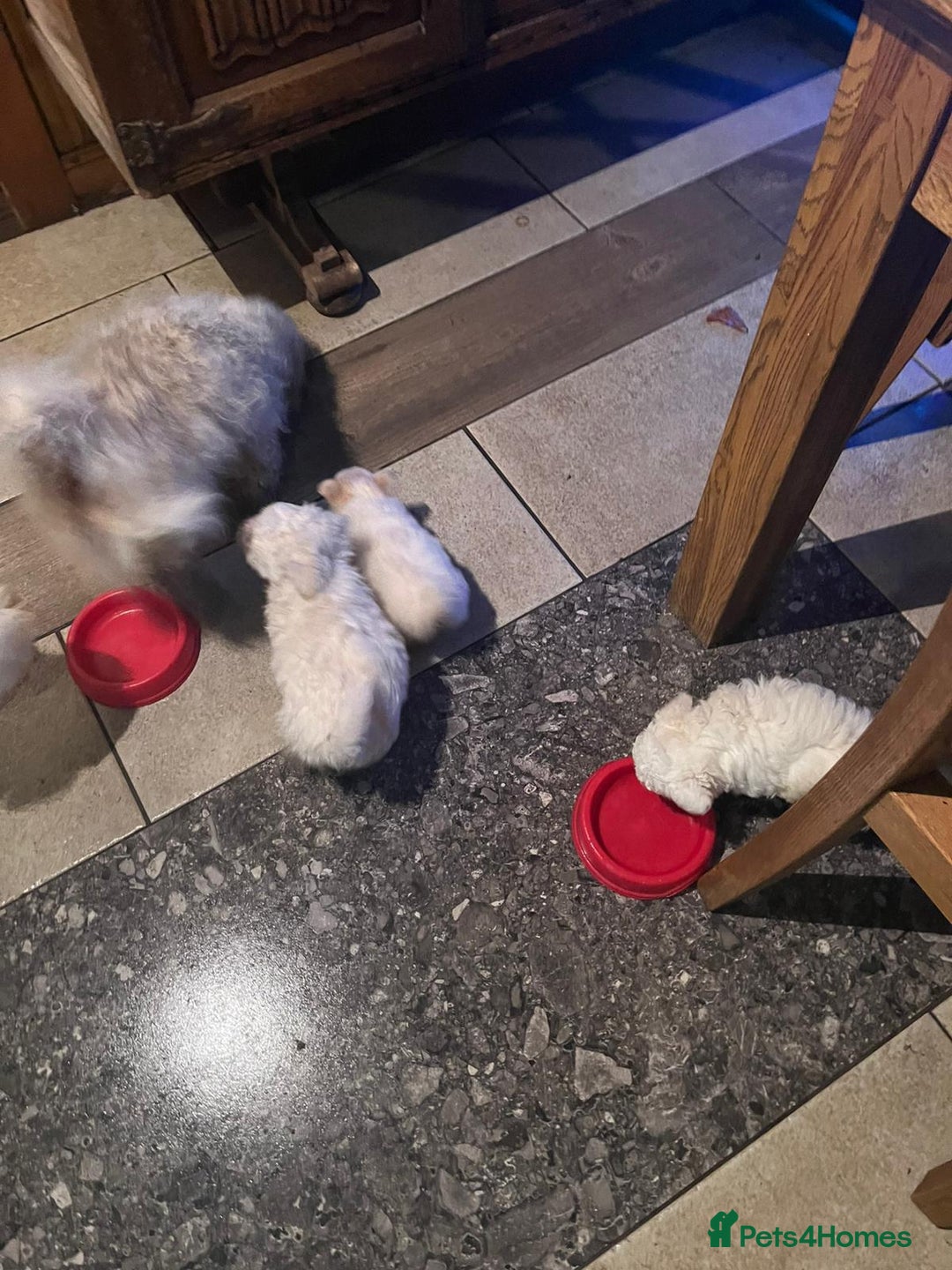 Bichon Frise dogs for sale: 4 Bichone Frise Maltese for sale - Advert 9
