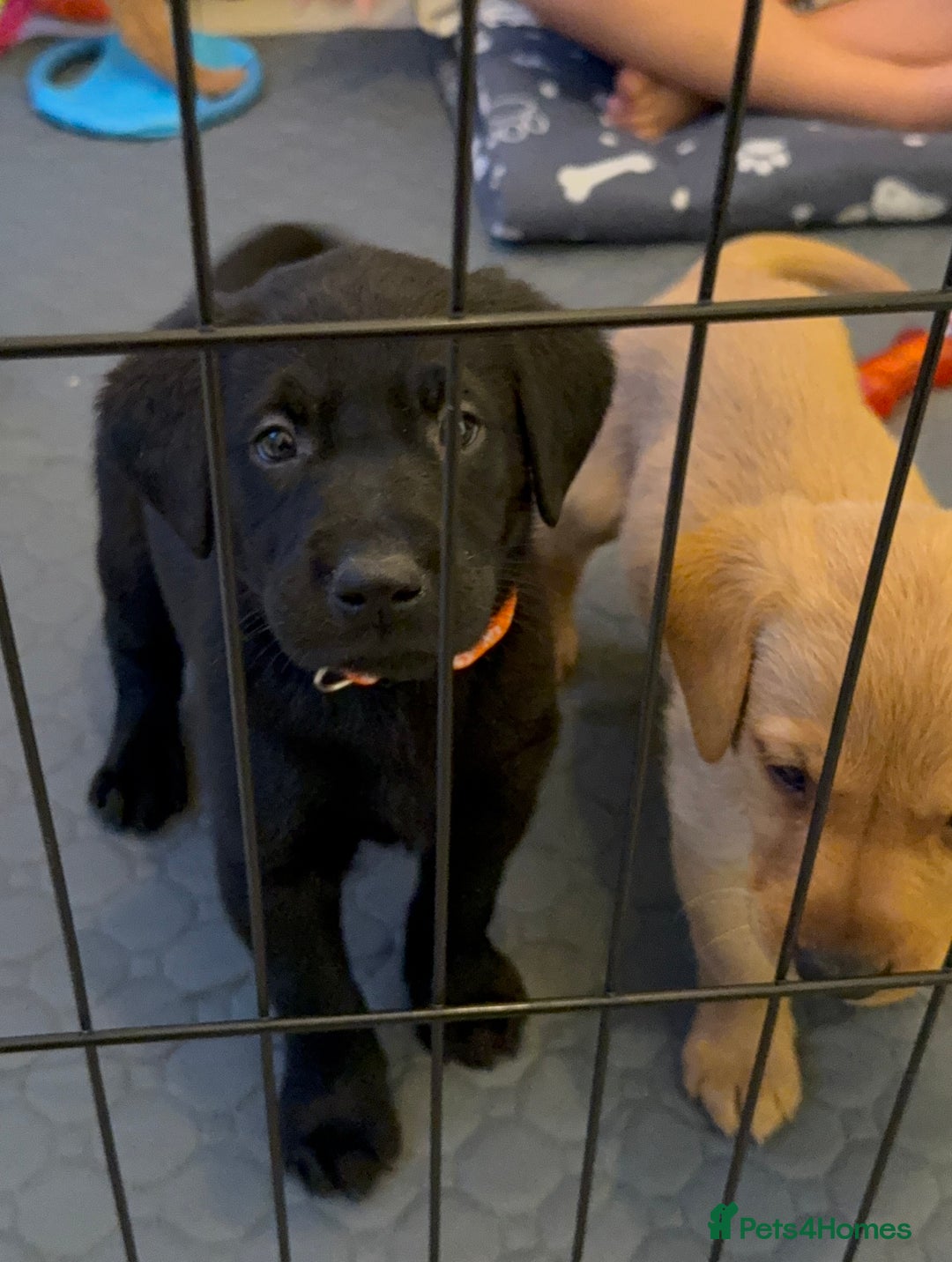 Labrador Retriever dogs for sale: Black/fox Labrador kc with 5 wks free insurance  - Image 33