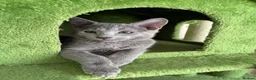 Russian Blue cats for sale: TICA 5* Pedigree Russian blue kittens - Advert 9