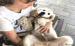 Golden Retriever dogs for sale: Fully vaccinated championline puppies- ready now in London - Image 8