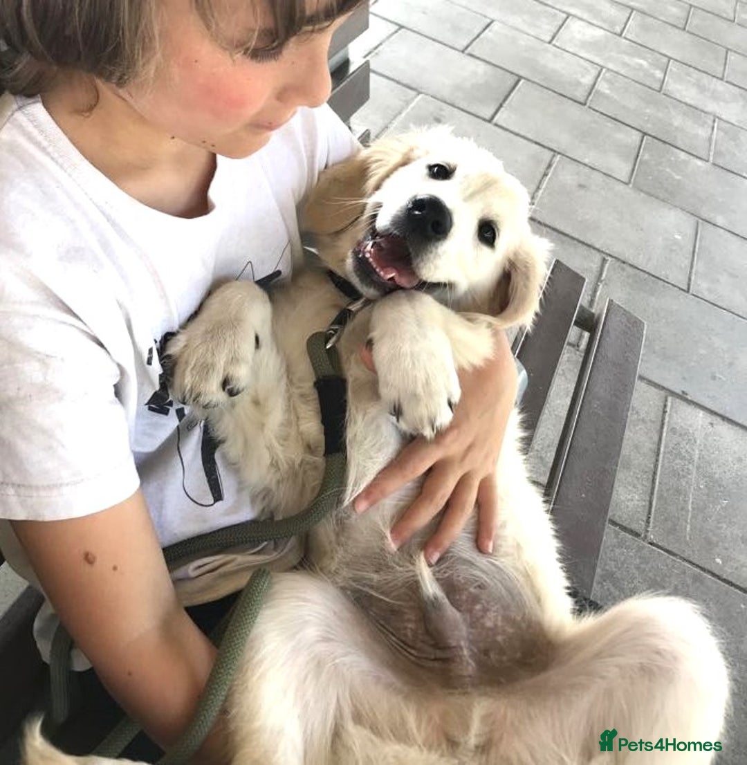 Golden Retriever dogs for sale: Fully vaccinated championline puppies- ready now in London - Image 8