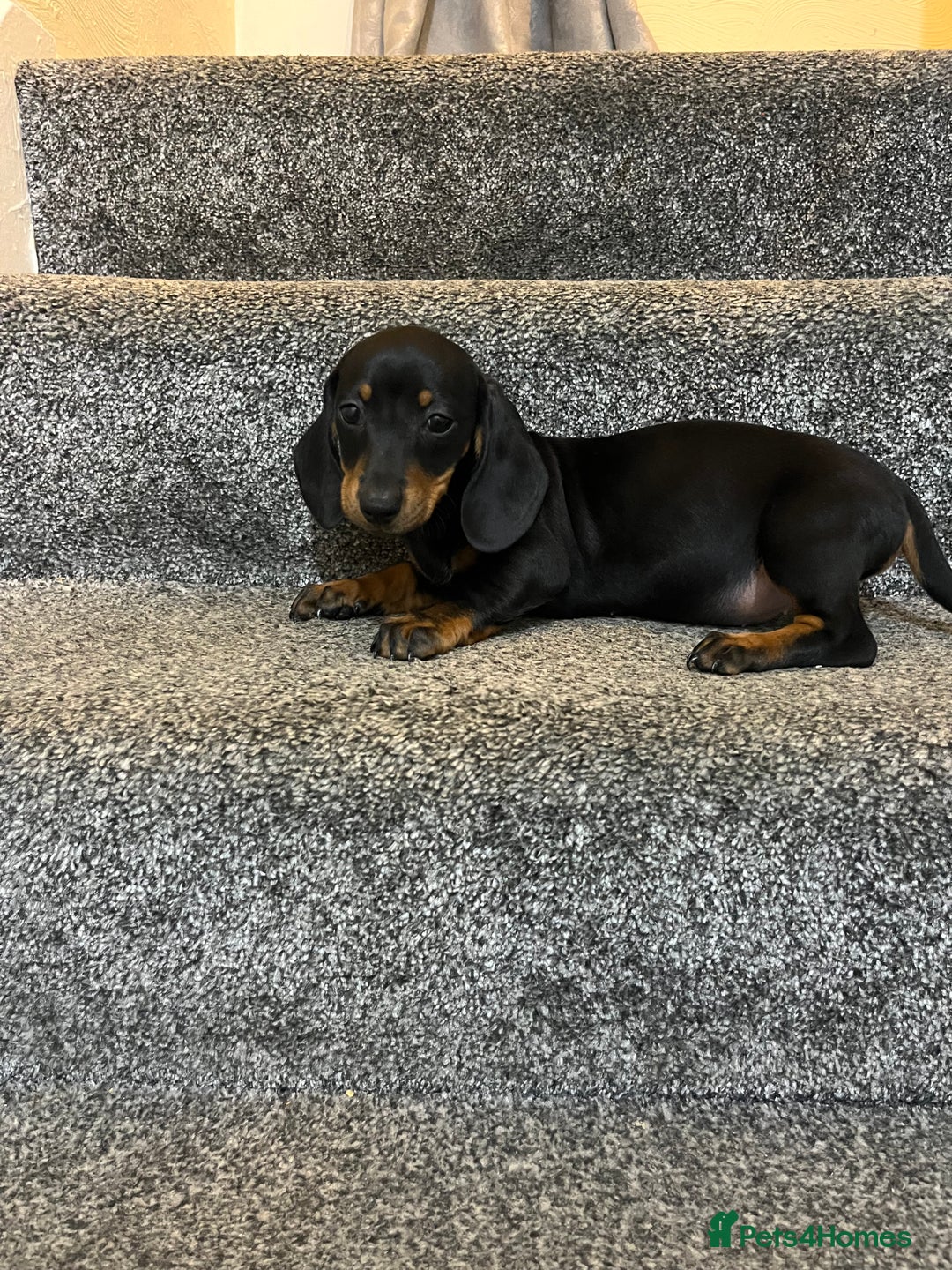 Miniature Dachshund dogs for sale: Miniature dachshund puppies  - Advert 8