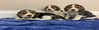 Beagle 1