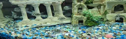 Cichlids fish for sale: Polar blue parrots in Aylesbury - Advert 16