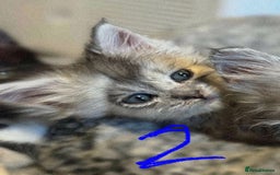 British Longhair cats for sale: 🩵BritishLonghair X Mainecoon Boys🩵 - Image 5