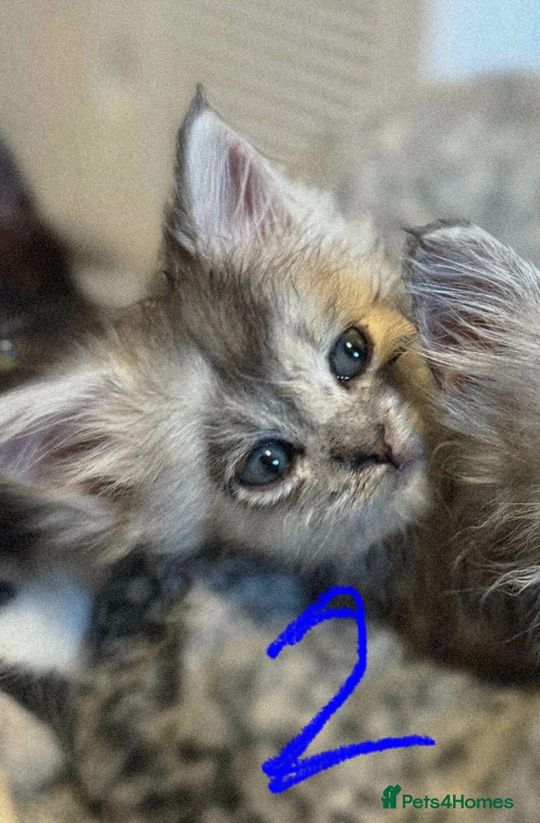 British Longhair cats for sale: 🩵BritishLonghair X Mainecoon Boys🩵 - Image 5