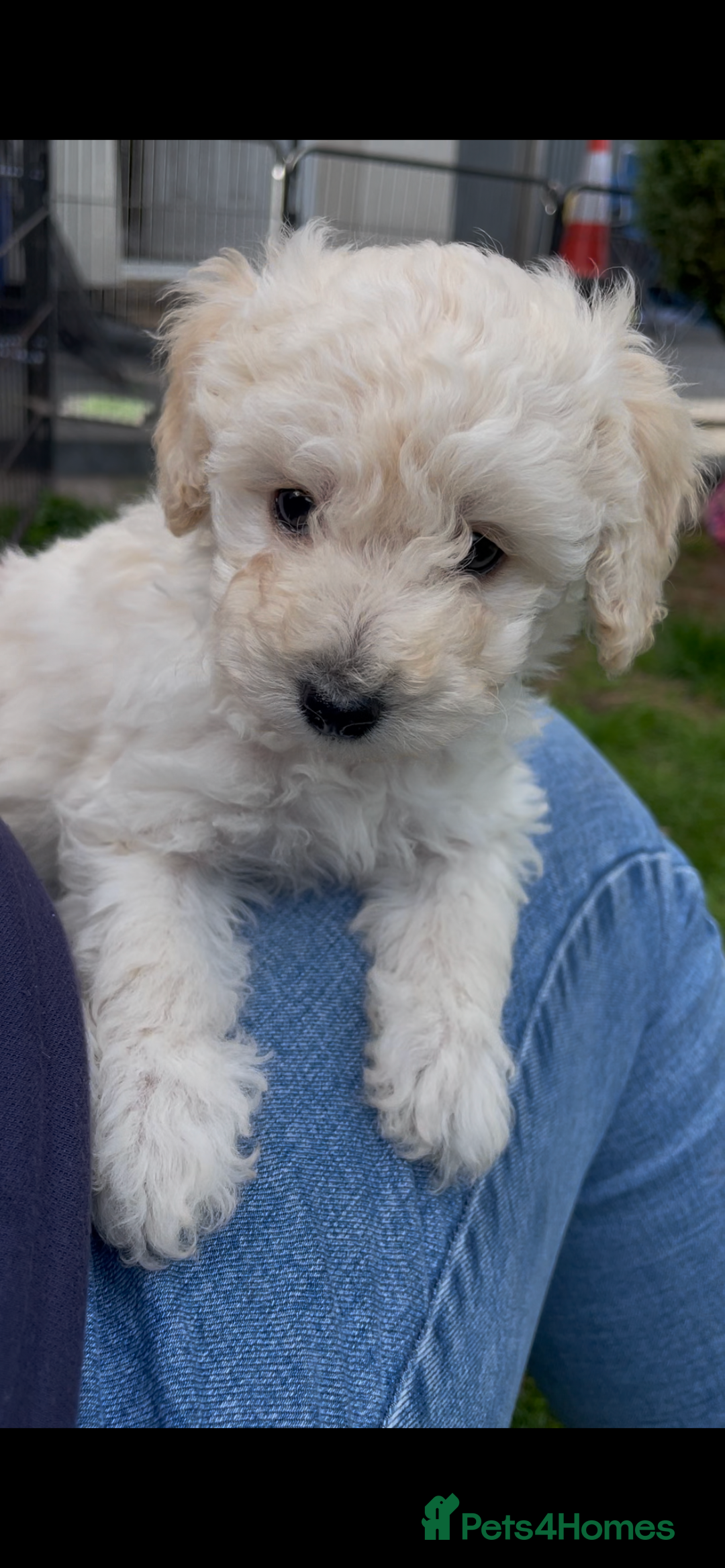 Toy Poodle dogs for stud: Kc registered, dna tested health and colour - Advert 6