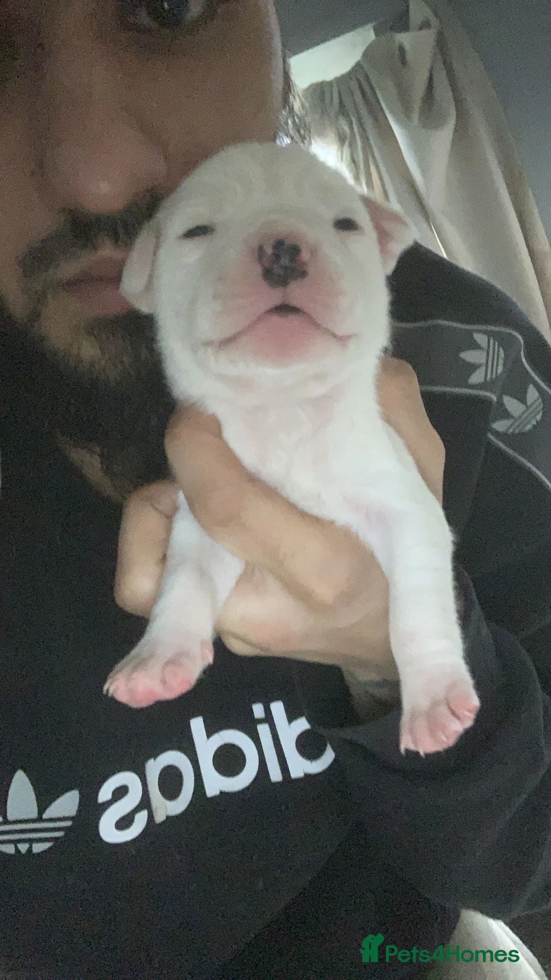 Mixed Breed dogs for sale: Puppies for sale 🏡  in Worcester - Advert 2