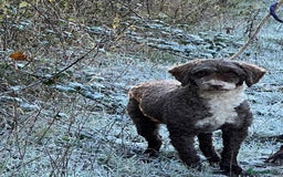 Miniature Poodle dogs for stud: Miniature Poodle KC Reg Fully DNA Health Tested  in Radstock - Image 12